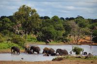 Kruger NP - Elephant Family 2